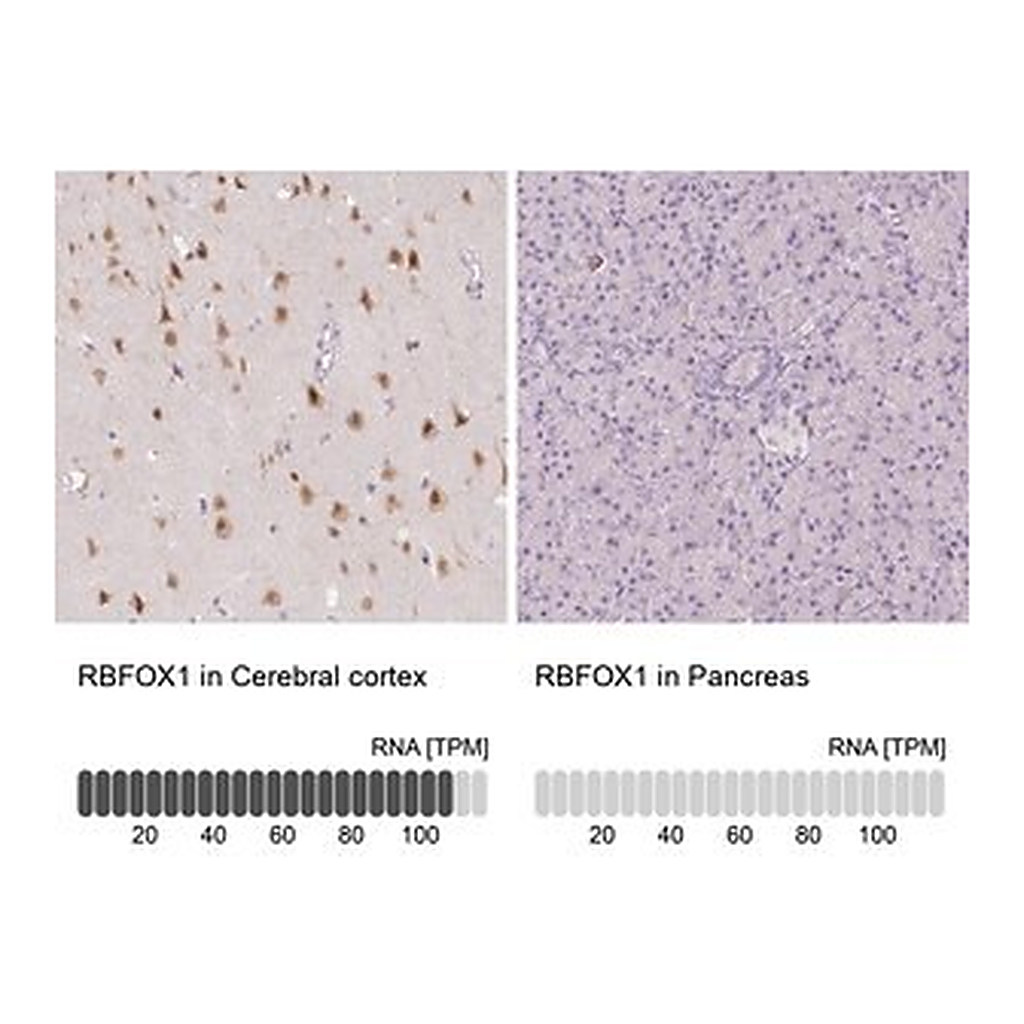 Merck Anti-RBFOX1 antibody produced in rabbit
