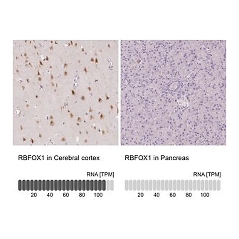Merck Anti-RBFOX1 antibody produced in rabbit