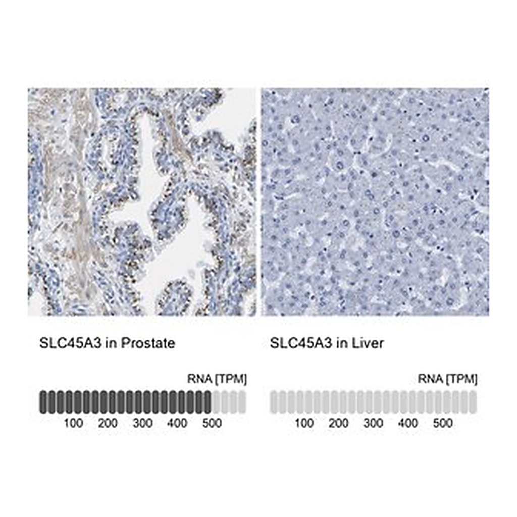 Merck Anti-SLC45A3 antibody produced in rabbit