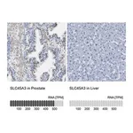 Merck Anti-SLC45A3 antibody produced in rabbit