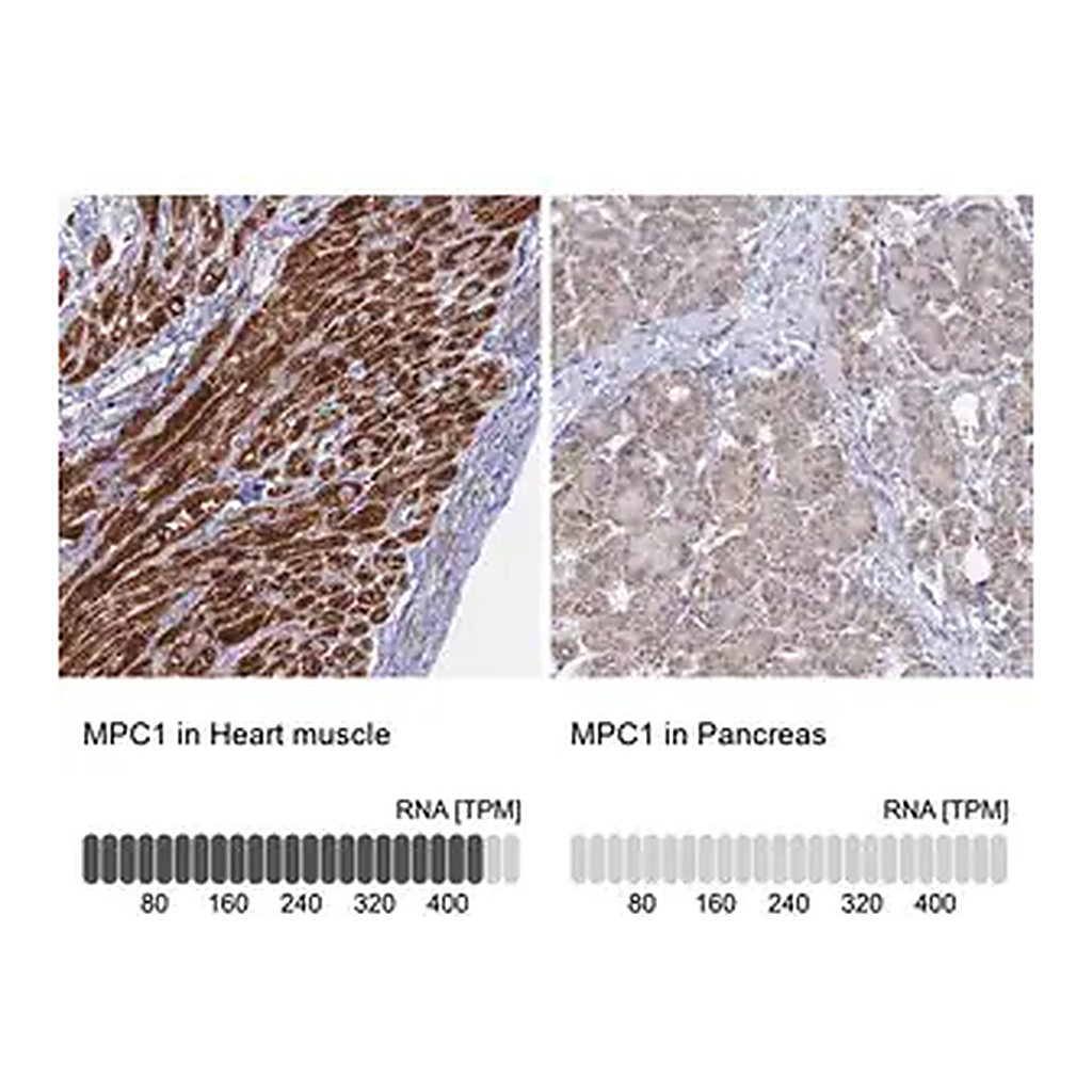 Merck Anti-MPC1 antibody produced in rabbit