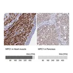 Merck Anti-MPC1 antibody produced in rabbit