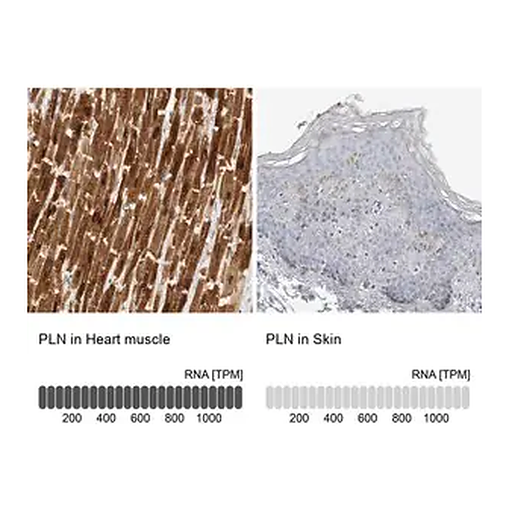Merck Anti-PLN antibody produced in rabbit