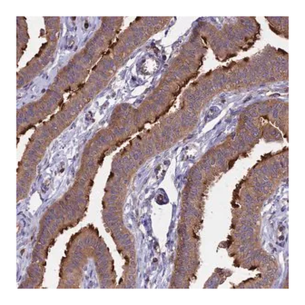 Merck Anti-GAS8 antibody produced in rabbit