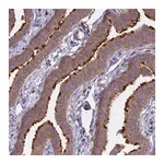 Merck Anti-GAS8 antibody produced in rabbit