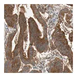 Merck Anti-ROCK2 antibody produced in rabbit