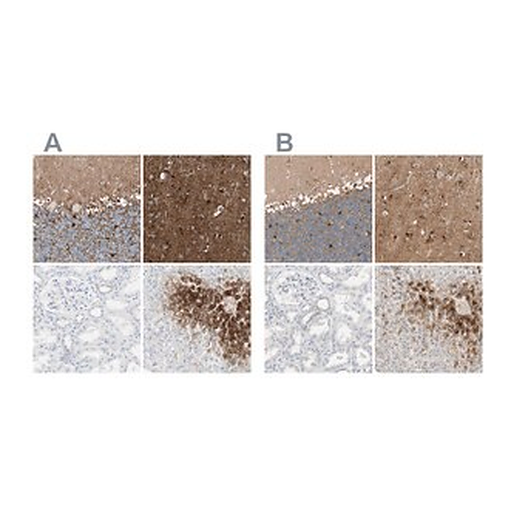 Merck Anti-GLUL antibody produced in rabbit