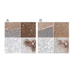 Merck Anti-GLUL antibody produced in rabbit