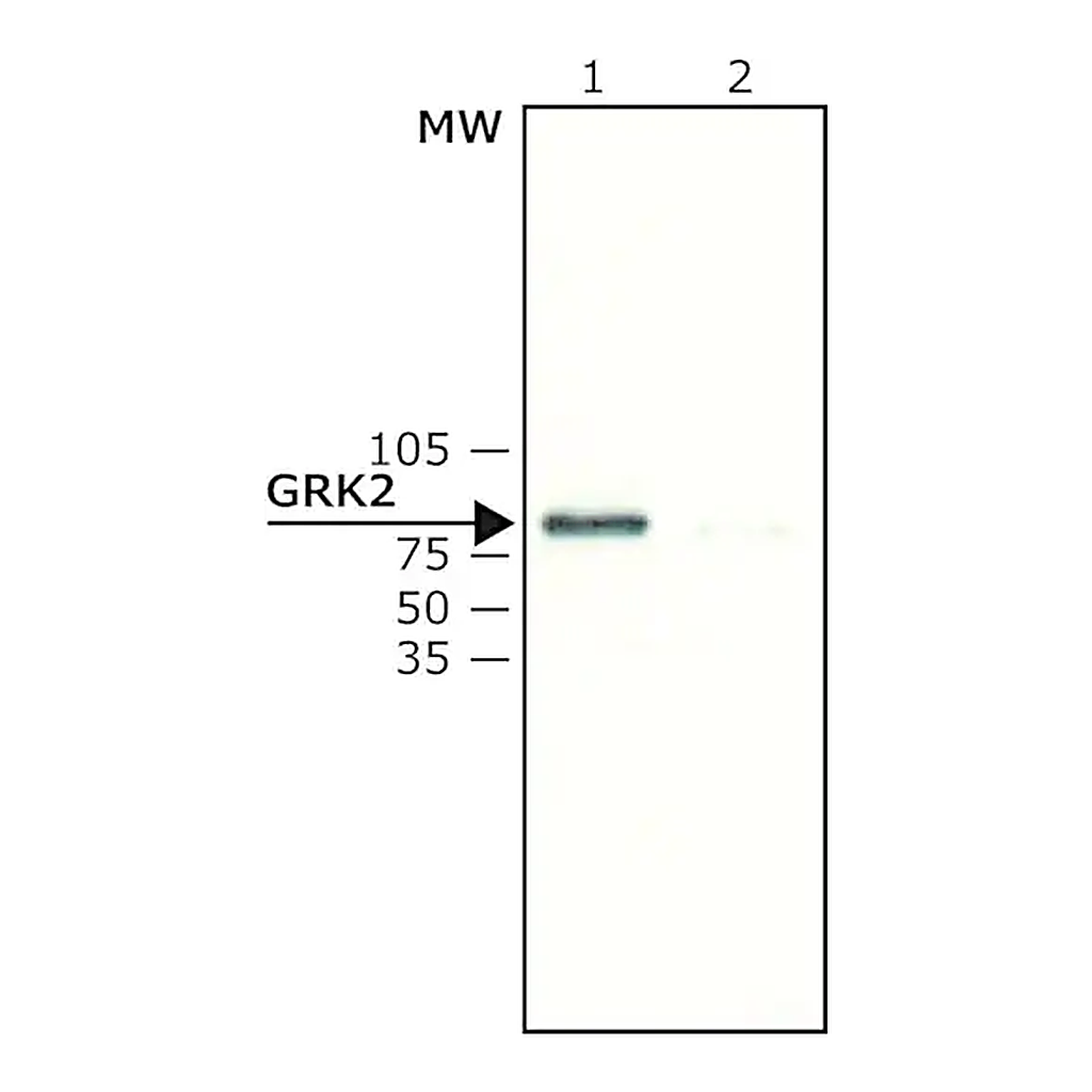 Merck Anti-GRK2 antibody produced in rabbit