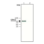 Merck Anti-GRK2 antibody produced in rabbit
