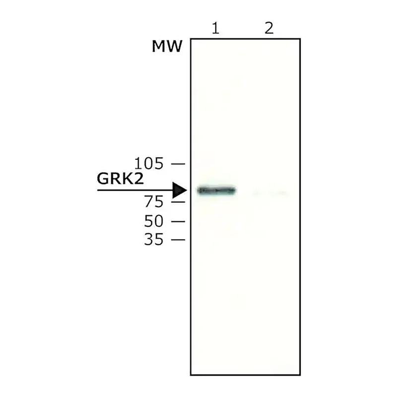 Merck Anti-GRK2 antibody produced in rabbit