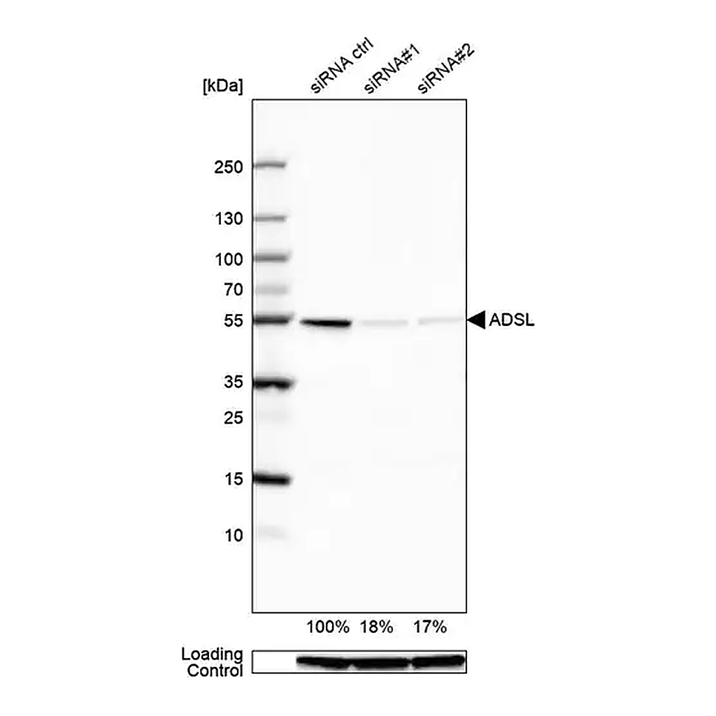 Merck Anti-ADSL antibody produced in rabbit