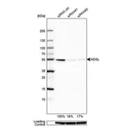 Merck Anti-ADSL antibody produced in rabbit