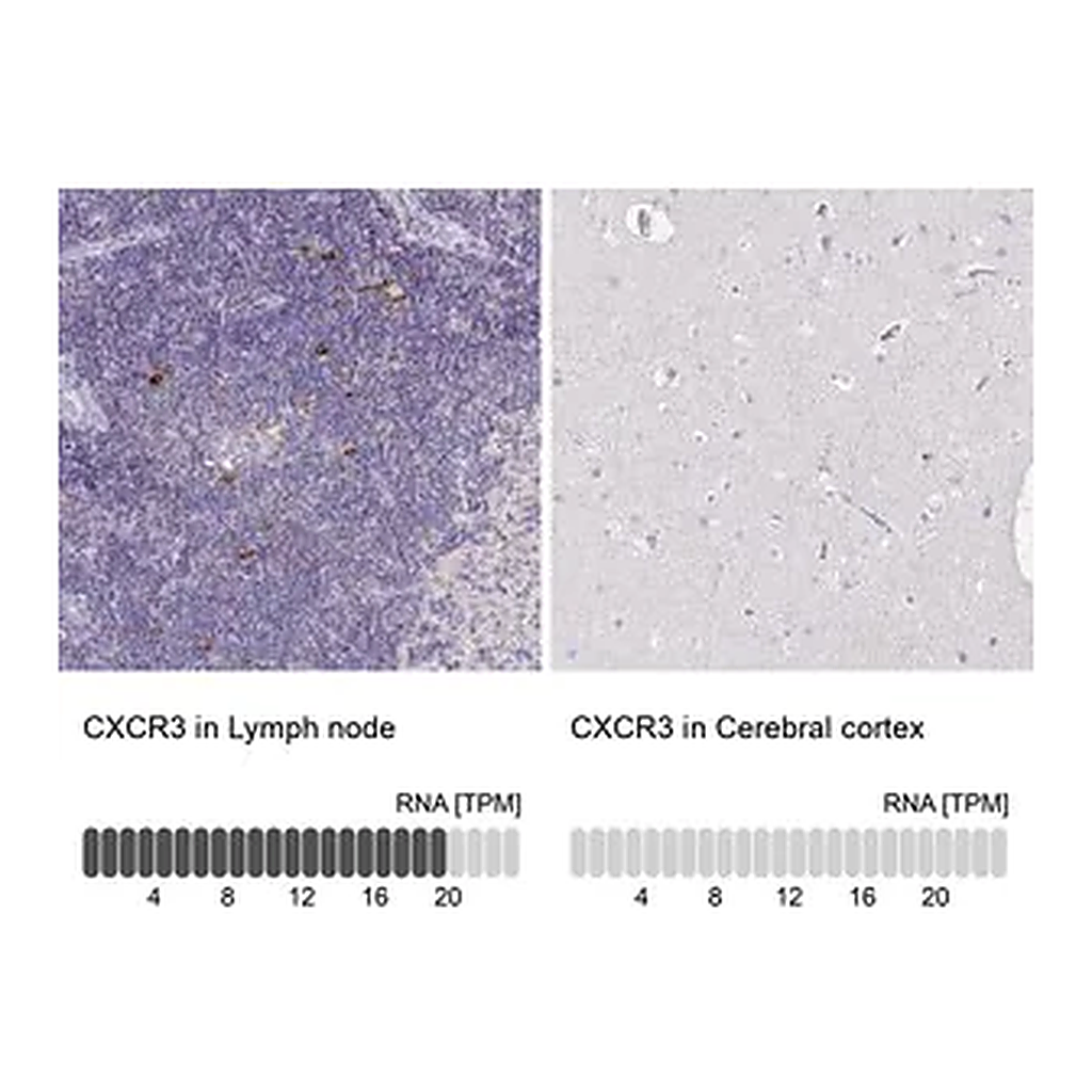 Merck Anti-CXCR3 antibody produced in rabbit