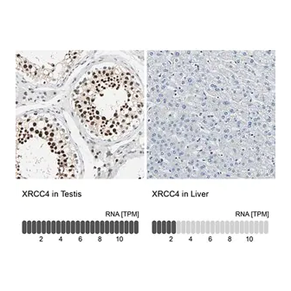 Merck Anti-XRCC4 antibody produced in rabbit