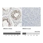 Merck Anti-XRCC4 antibody produced in rabbit