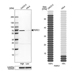 Merck Anti-PSPC1 antibody produced in rabbit