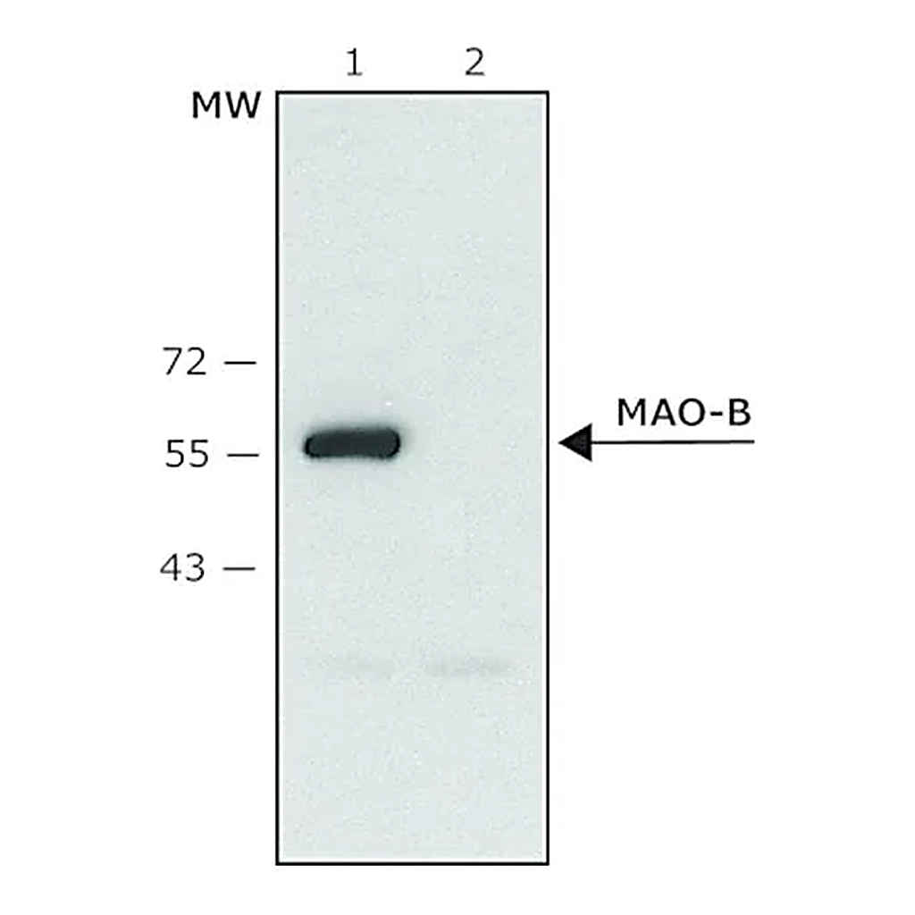 Merck Anti-Monoamine Oxidase B (C-terminal) antibody produced in rabbit