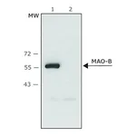 Merck Anti-Monoamine Oxidase B (C-terminal) antibody produced in rabbit