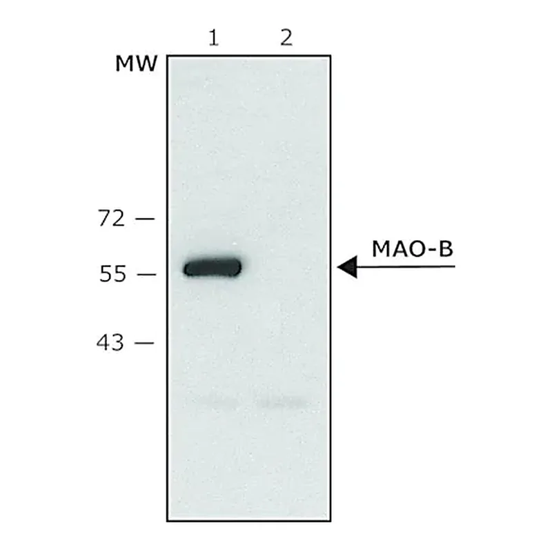 Merck Anti-Monoamine Oxidase B (C-terminal) antibody produced in rabbit