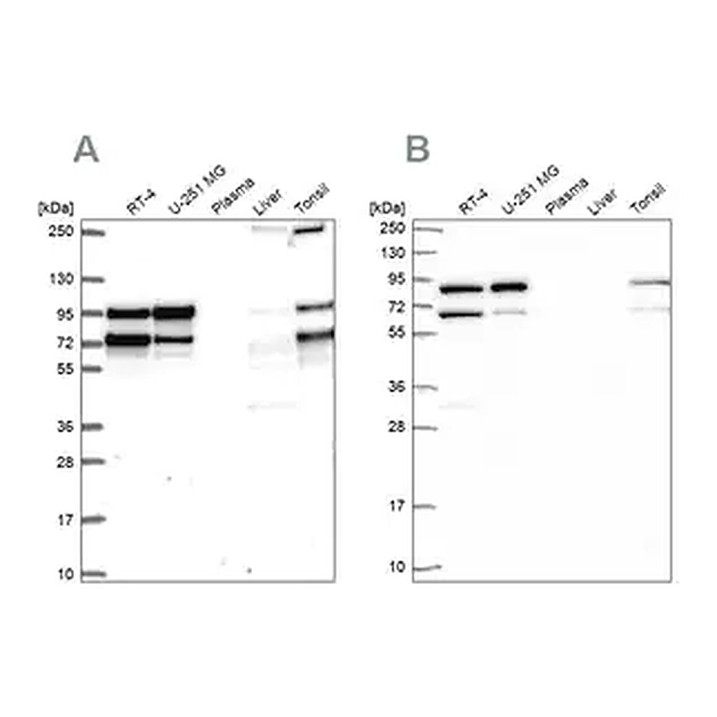 Merck Anti-RANGAP1 antibody produced in rabbit