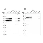 Merck Anti-RANGAP1 antibody produced in rabbit