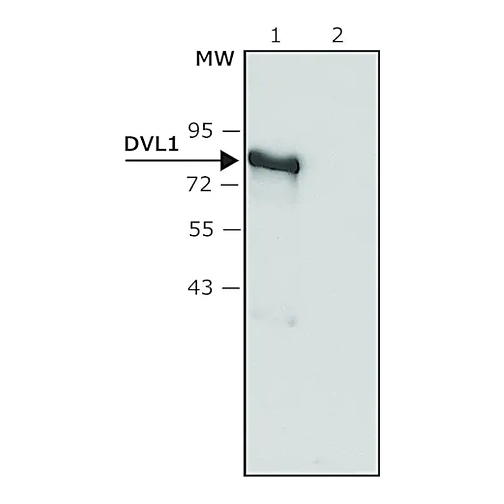 Merck Anti-DVL1 antibody produced in rabbit