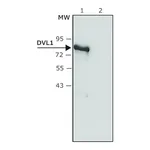 Merck Anti-DVL1 antibody produced in rabbit
