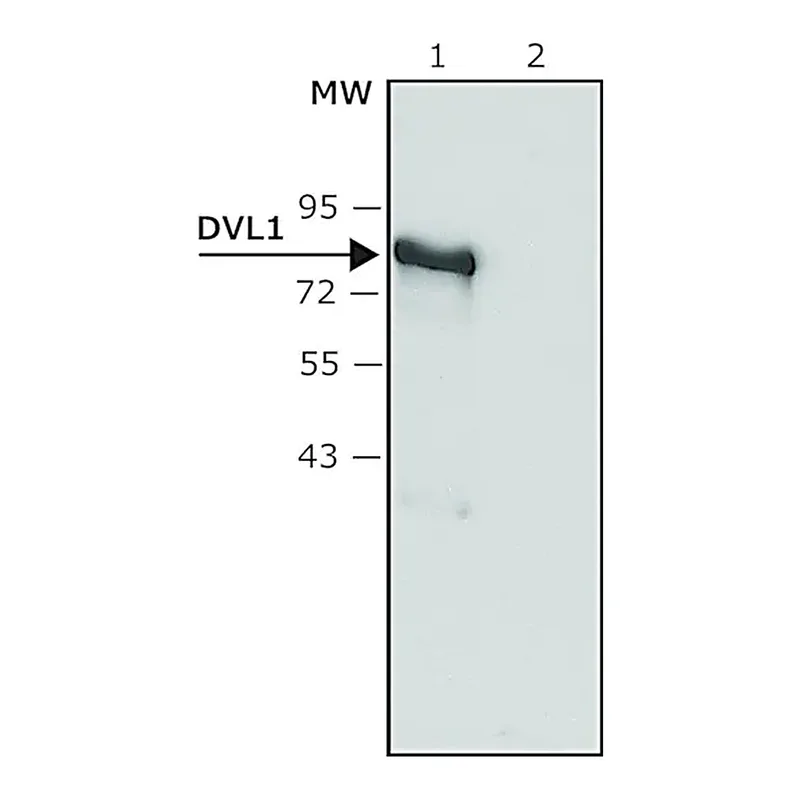 Merck Anti-DVL1 antibody produced in rabbit