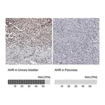 Merck Anti-AHR antibody produced in rabbit