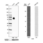 Merck Anti-VSIR antibody produced in rabbit