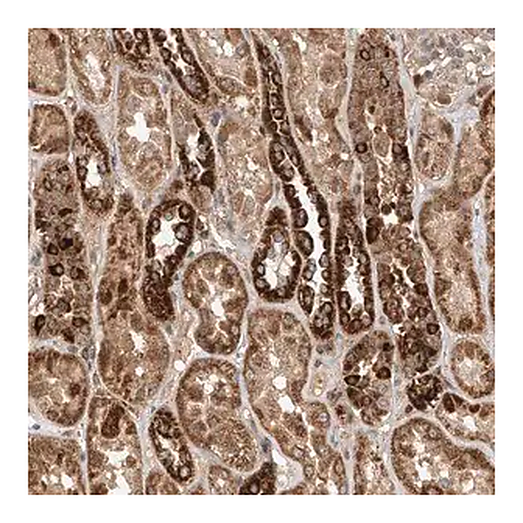 Merck Anti-DCAF11 antibody produced in rabbit