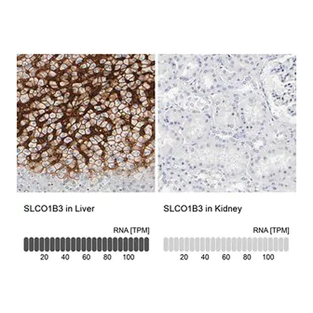 Merck Anti-SLCO1B3 antibody produced in rabbit