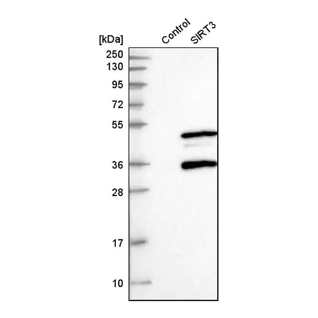 Merck Anti-SIRT3 antibody produced in rabbit