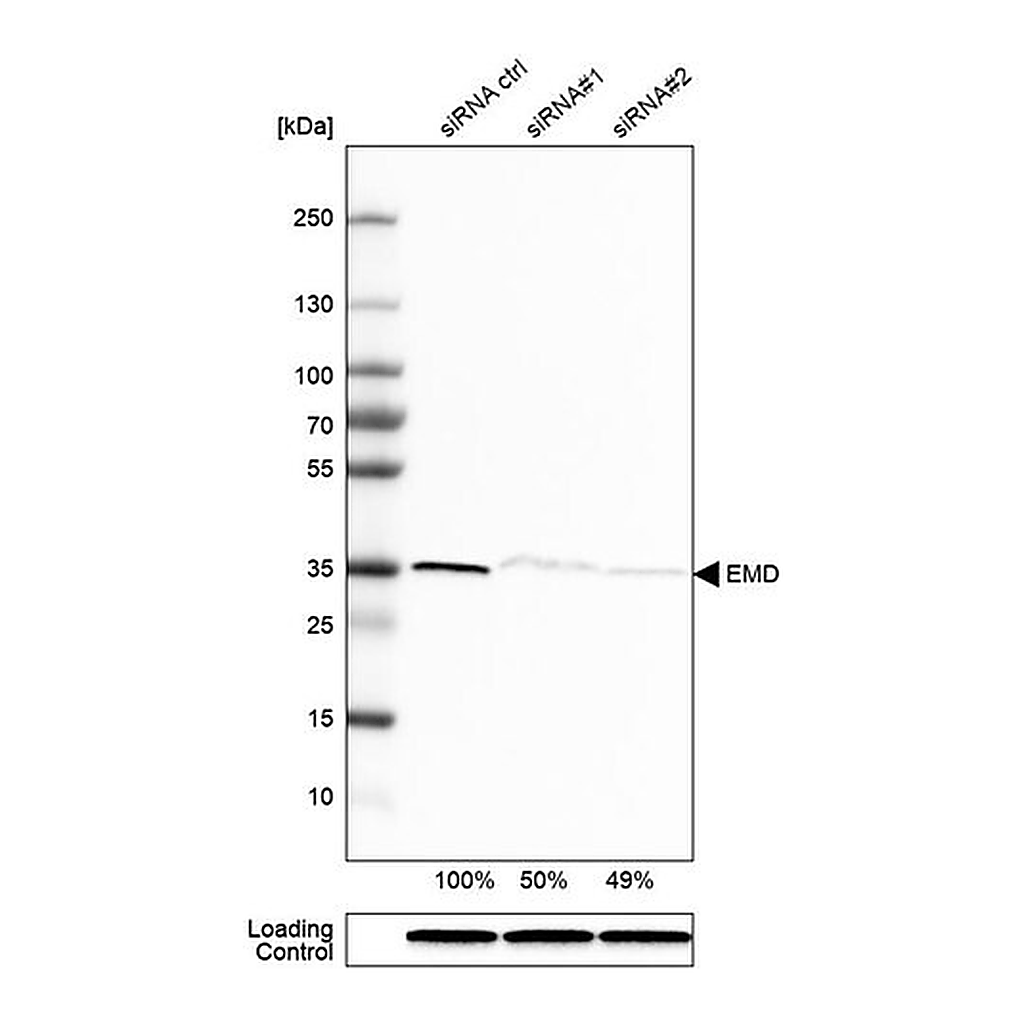 Merck Anti-EMD antibody produced in rabbit