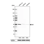 Merck Anti-EMD antibody produced in rabbit