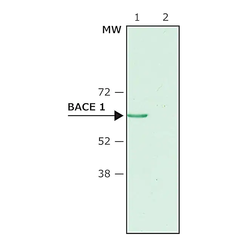 Merck Anti-BACE 1, N-Terminus (46-62) antibody produced in rabbit