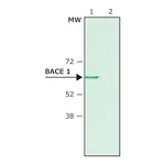 Merck Anti-BACE 1, N-Terminus (46-62) antibody produced in rabbit
