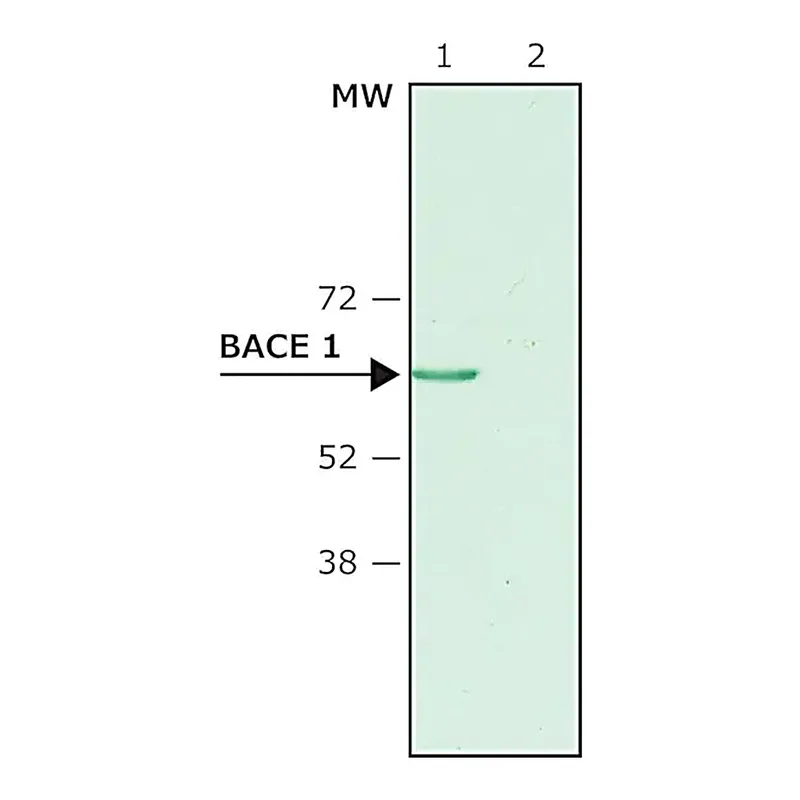 Merck Anti-BACE 1, N-Terminus (46-62) antibody produced in rabbit