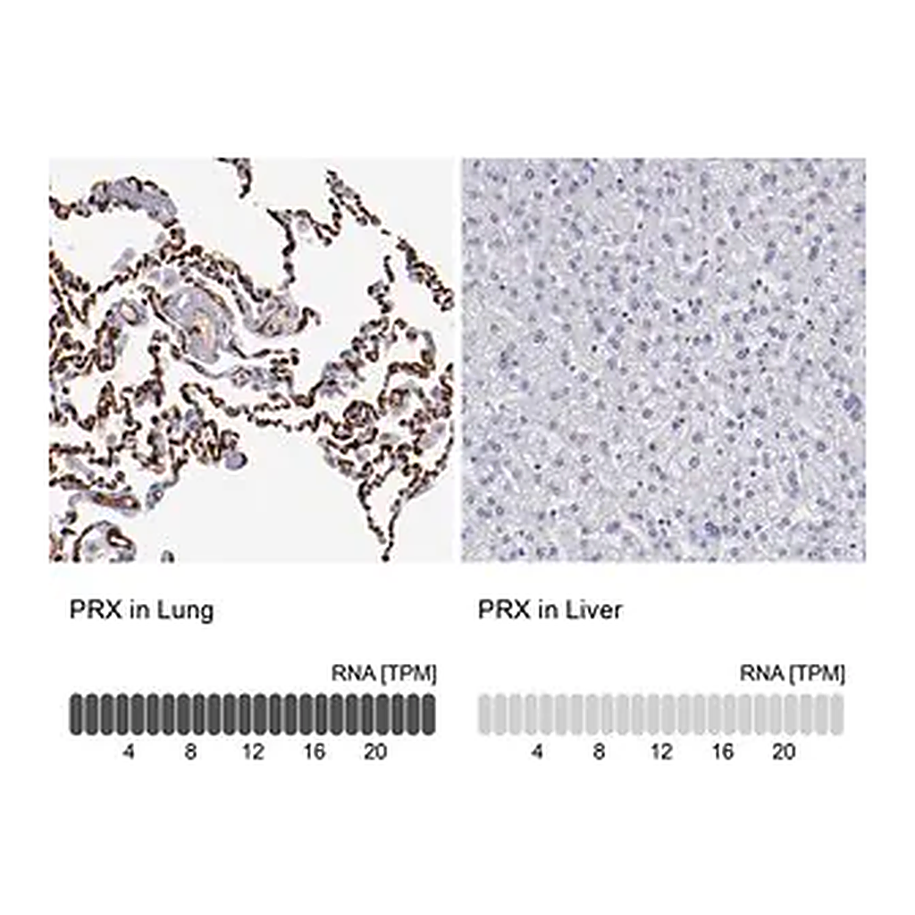 Merck Anti-PRX antibody produced in rabbit