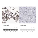 Merck Anti-PRX antibody produced in rabbit