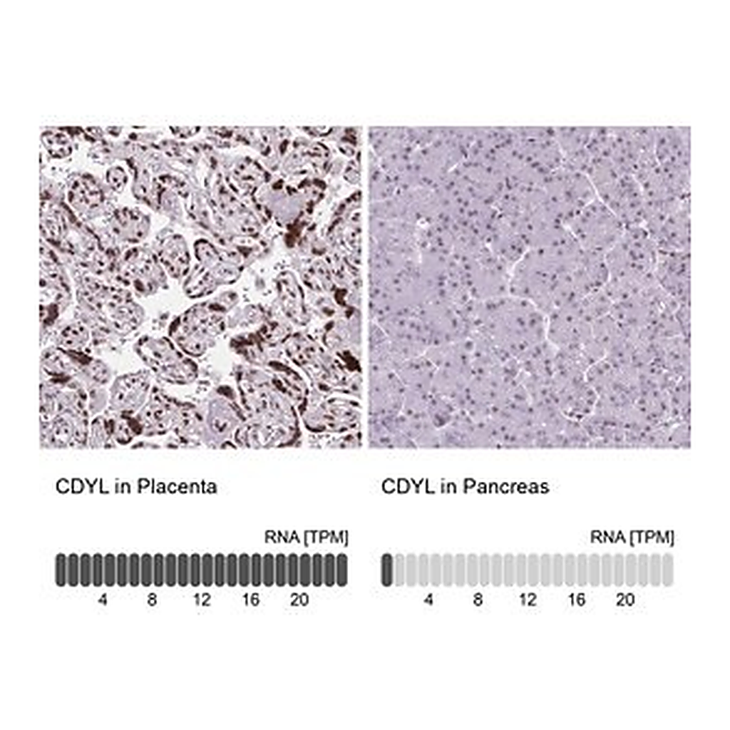 Merck Anti-CDYL antibody produced in rabbit