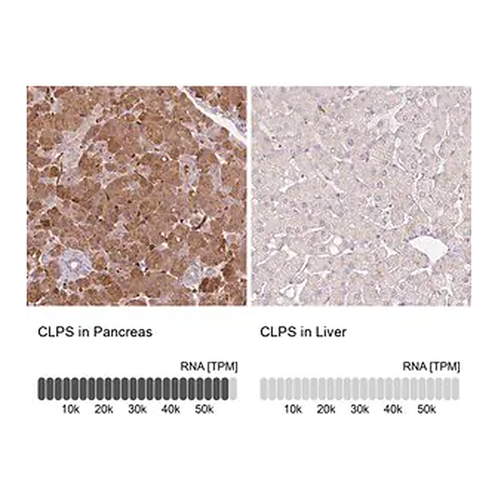 Merck Anti-CLPS antibody produced in rabbit
