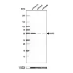 Merck Anti-HARS antibody produced in rabbit
