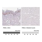 Merck Anti-PMEL antibody produced in rabbit
