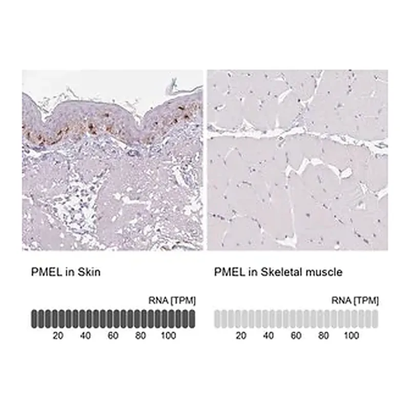 Merck Anti-PMEL antibody produced in rabbit