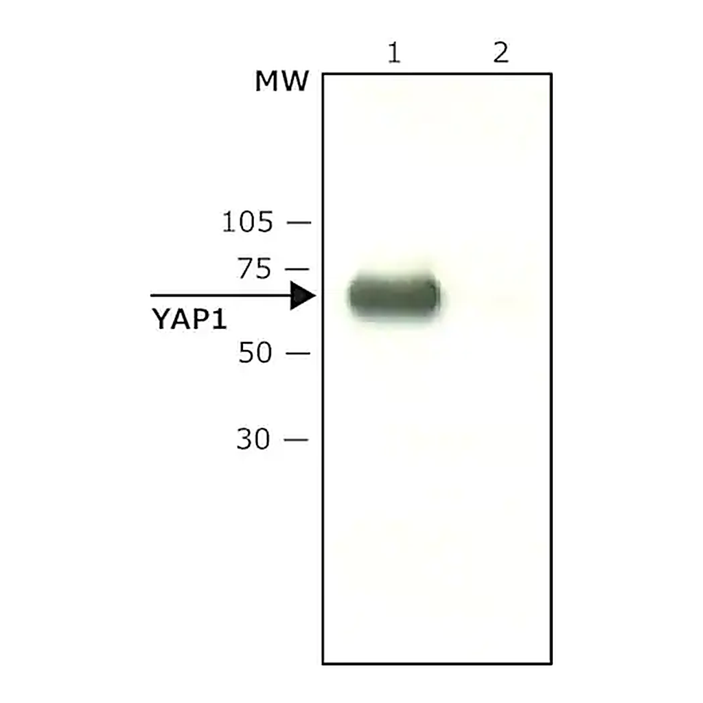 Merck Anti-YAP1 (C-terminal) antibody produced in rabbit