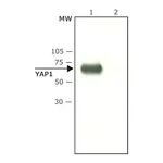 Merck Anti-YAP1 (C-terminal) antibody produced in rabbit