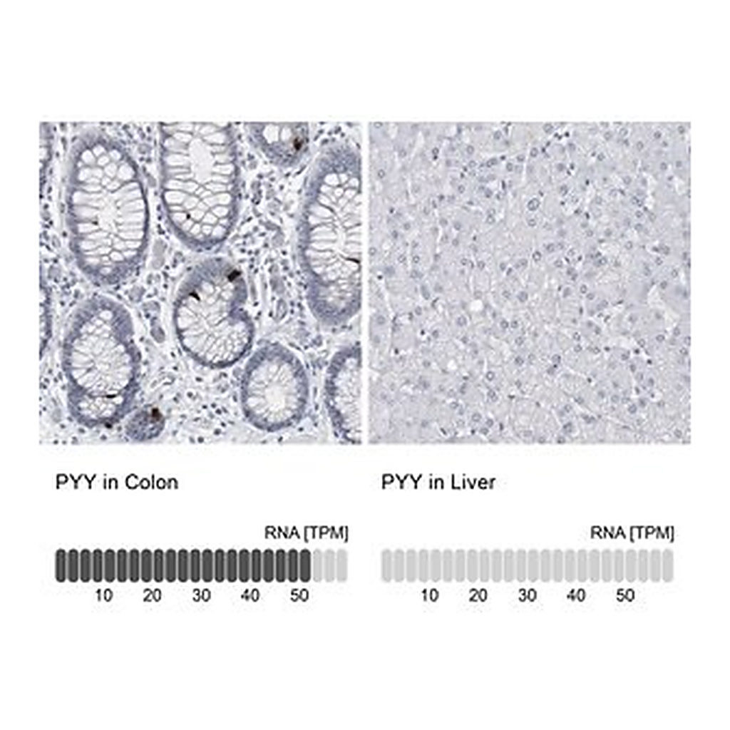 Merck Anti-PYY antibody produced in rabbit