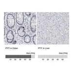 Merck Anti-PYY antibody produced in rabbit
